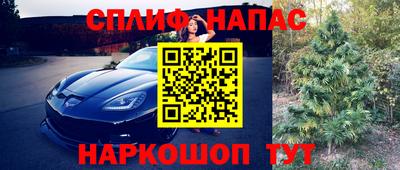 крисы Кингисепп